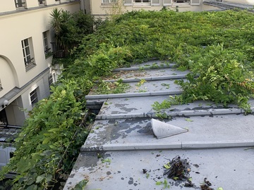 Enlèvement du lierre suivi d’un nettoyage de gouttière