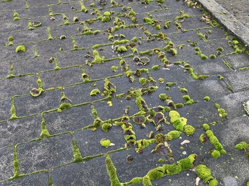 Démoussage de toiture à Paris