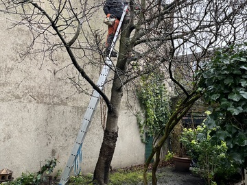 Élagage d'un arbre à Bagnolet