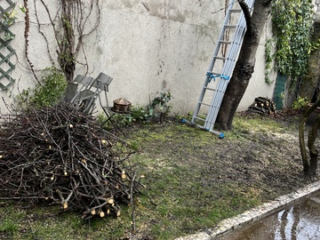 Élagage d'un arbre à Bagnolet
