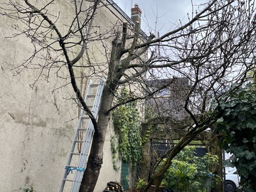 Élagage d'un arbre à Bagnolet